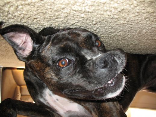 My vicious guard-dog