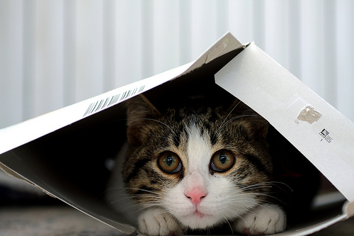 the box